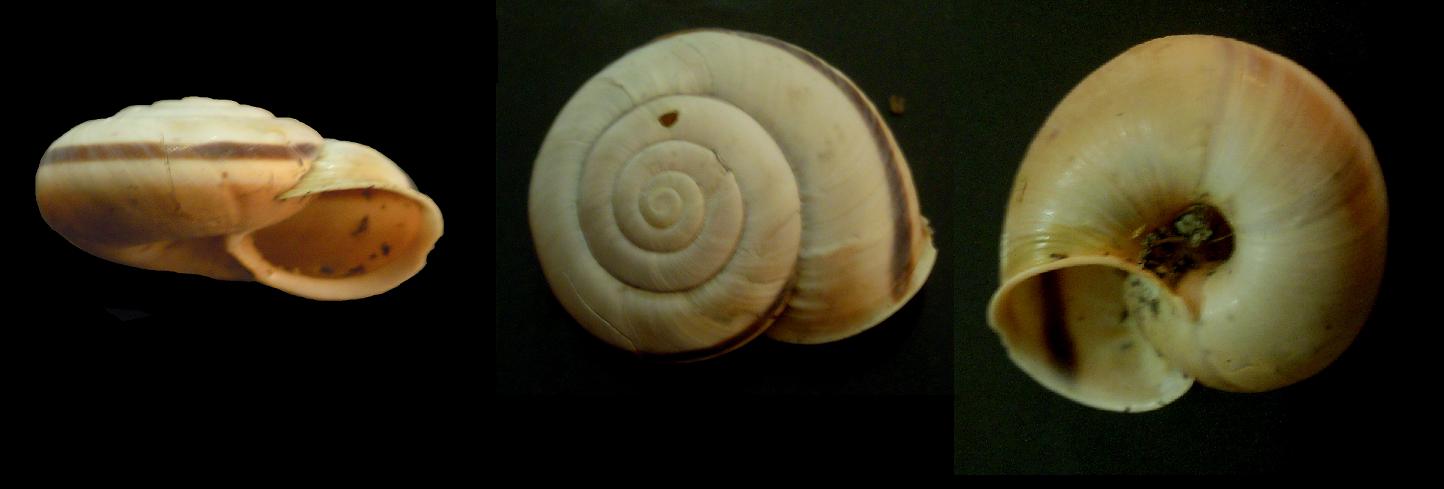 Chilostoma cingulatum apuanum - variabilit